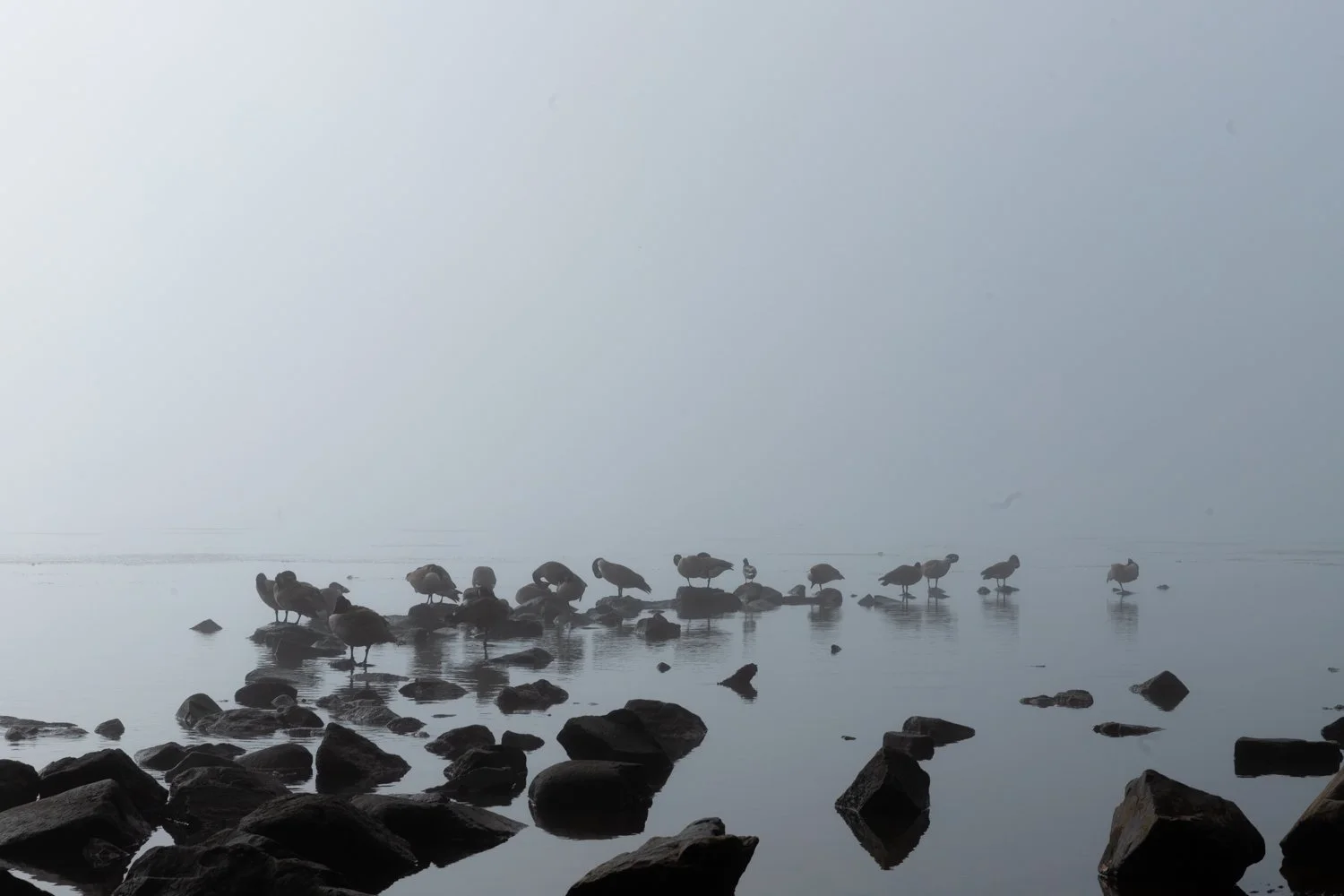 geese_001.jpg