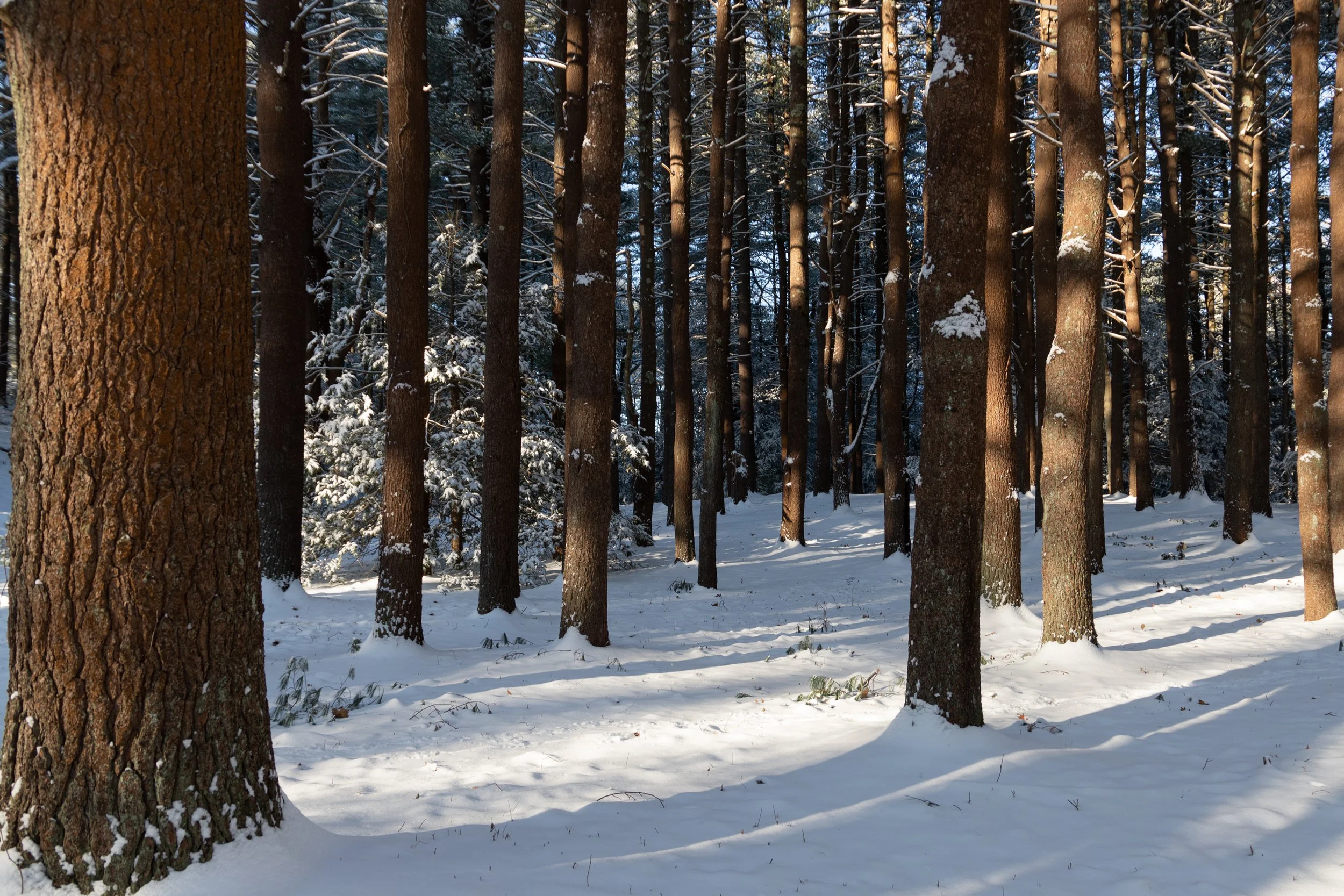 snowywoods_001.jpg