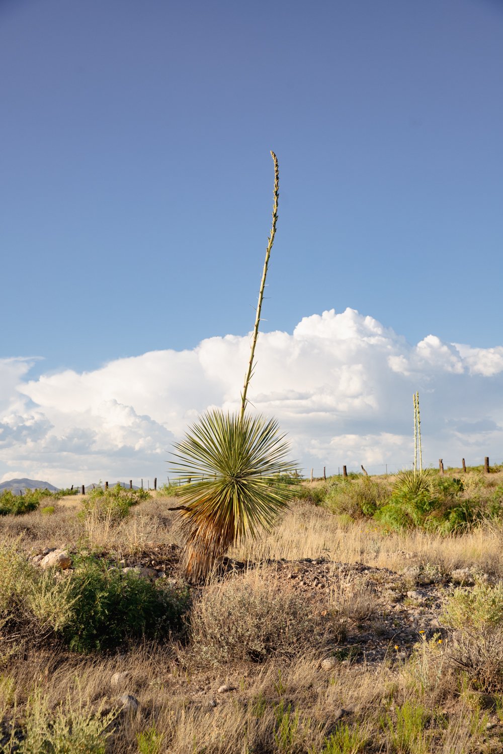 desertplant_001.jpg