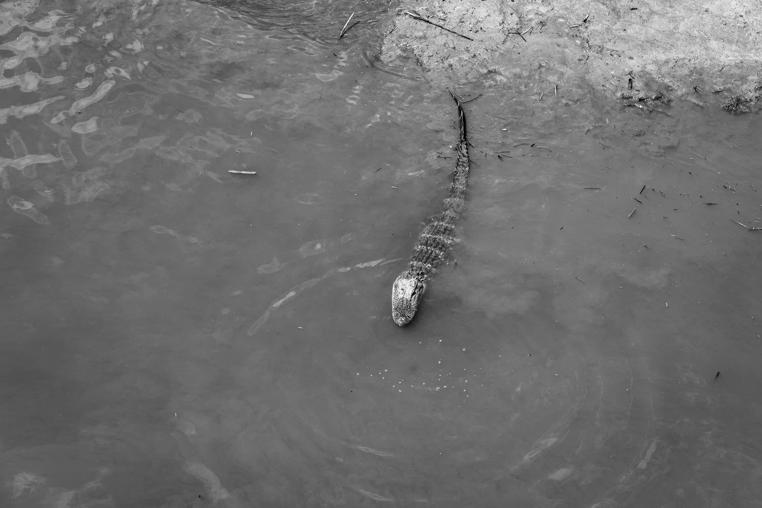 gator_001.jpg