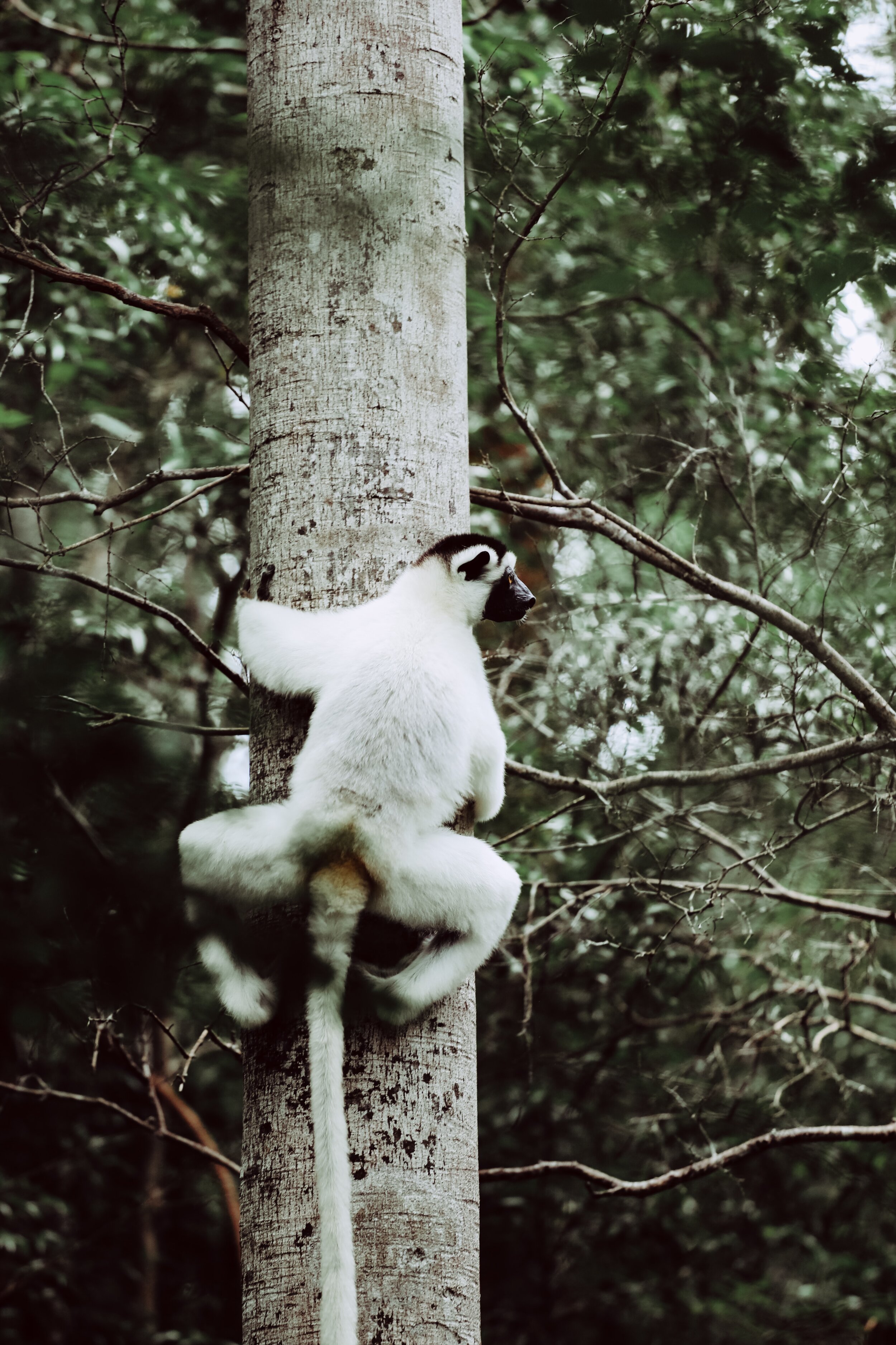 Lemur, Madagascar