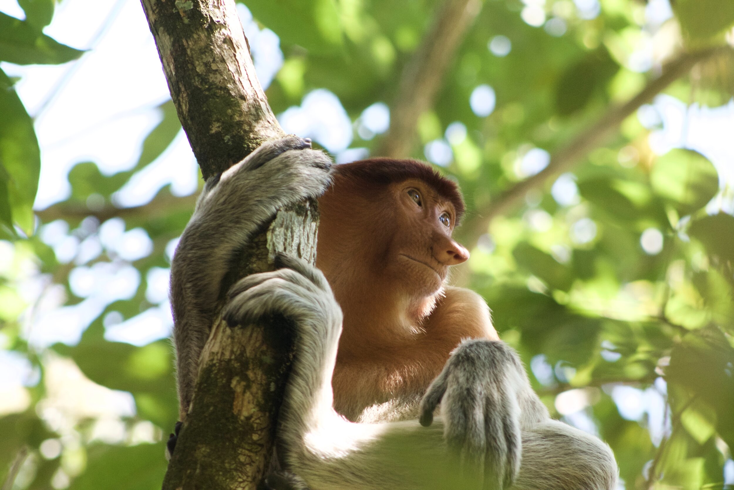 Bekantan, Indonesia