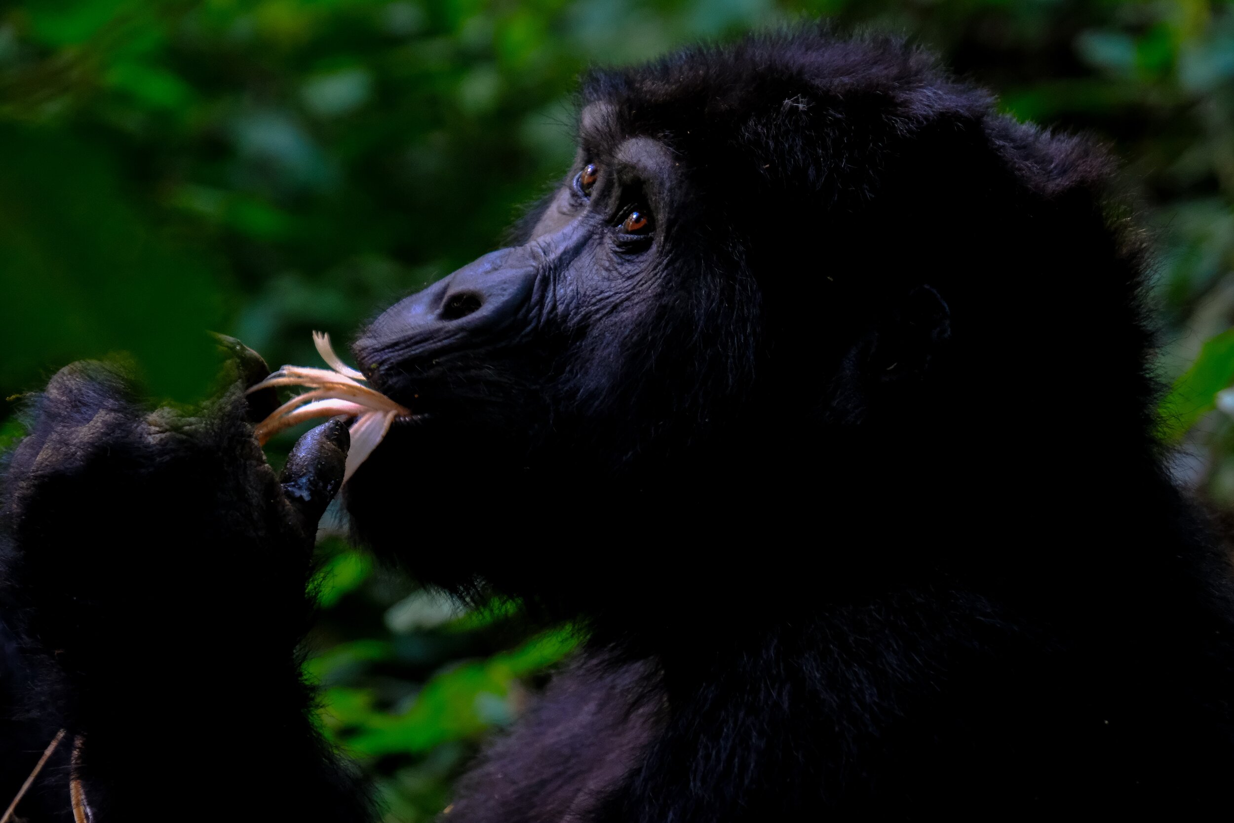 Chimpanzee, Uganda