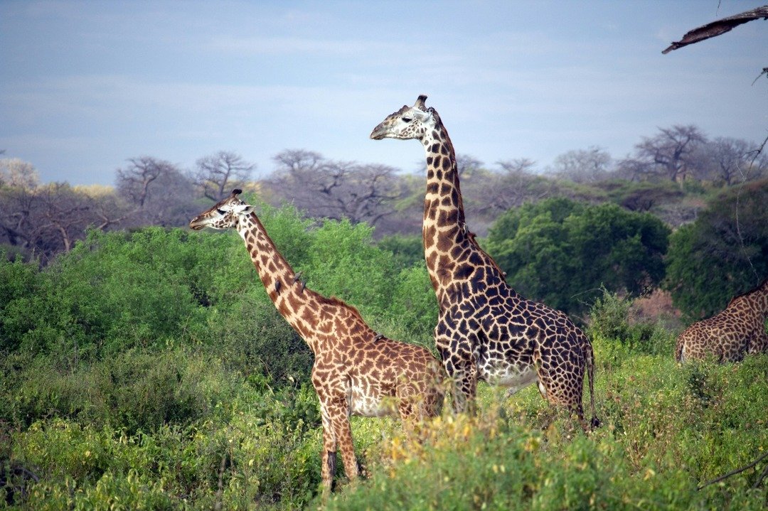 Immerse yourself in the beauty of Tanzania. From bucket list destinations such as the Serengeti, Ngorongoro Crater and Tarangire National Park to lesser known spots such as Selous Game Reserve, there is a diverse array of landscapes and wildlife wait