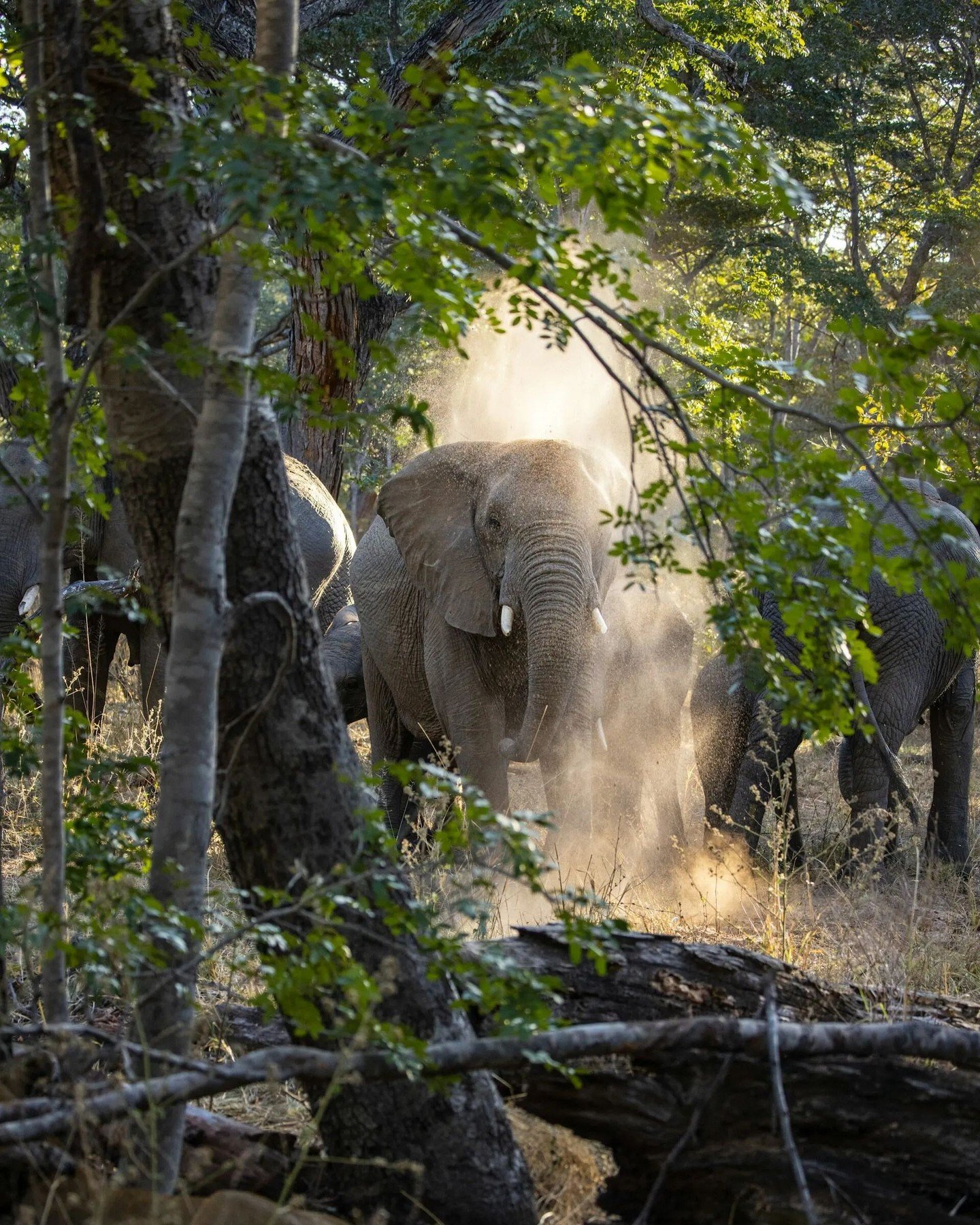 Whether you&rsquo;re a seasoned wildlife traveler or dreaming of your first trip to Africa, the magic is in the match.

When I work with travelers planning a safari, I take time to get to know each person so I can connect them with the destinations a