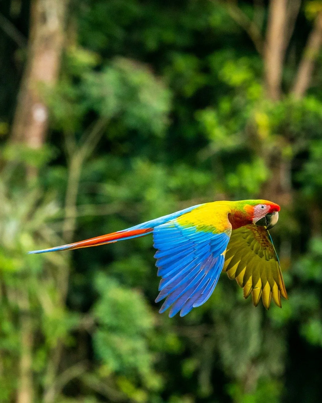 In Costa Rica, sustainability isn&rsquo;t just a trend, it&rsquo;s woven into daily life. Many of the country&rsquo;s most remarkable lodges operate with a deep commitment to conservation and community, while still offering an exceptional level of co