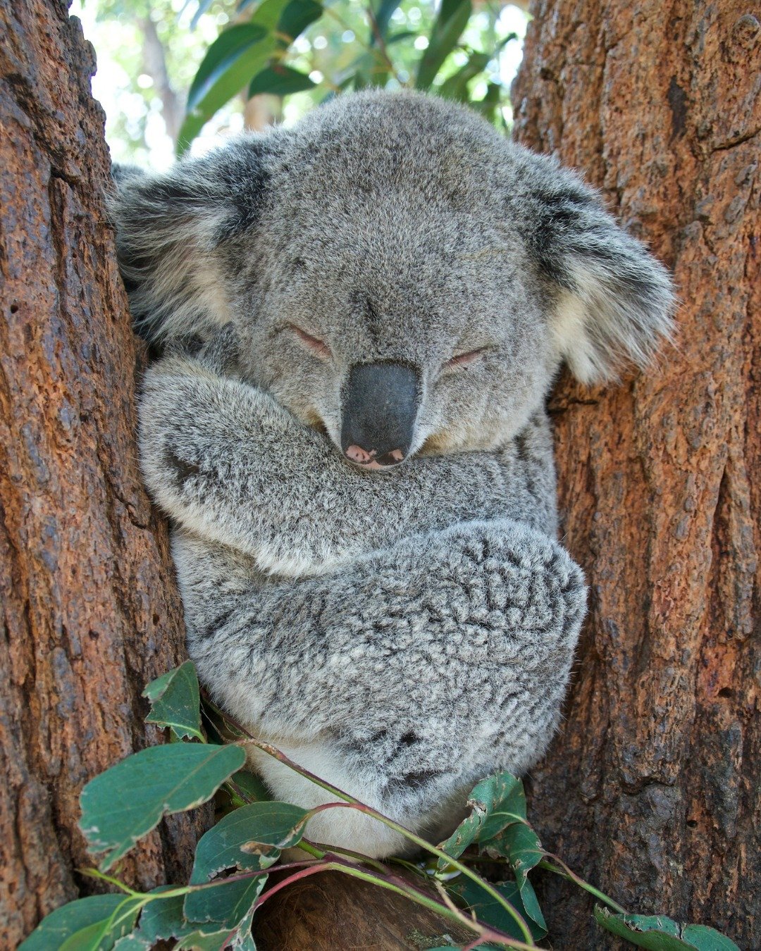 Many clients tell me they hesitate to plan a trip to Australia because of the distance. When Kosh and I visited a few years ago, we broke up our journey, spending a few days in California before heading to Australia, and it made the long flights feel