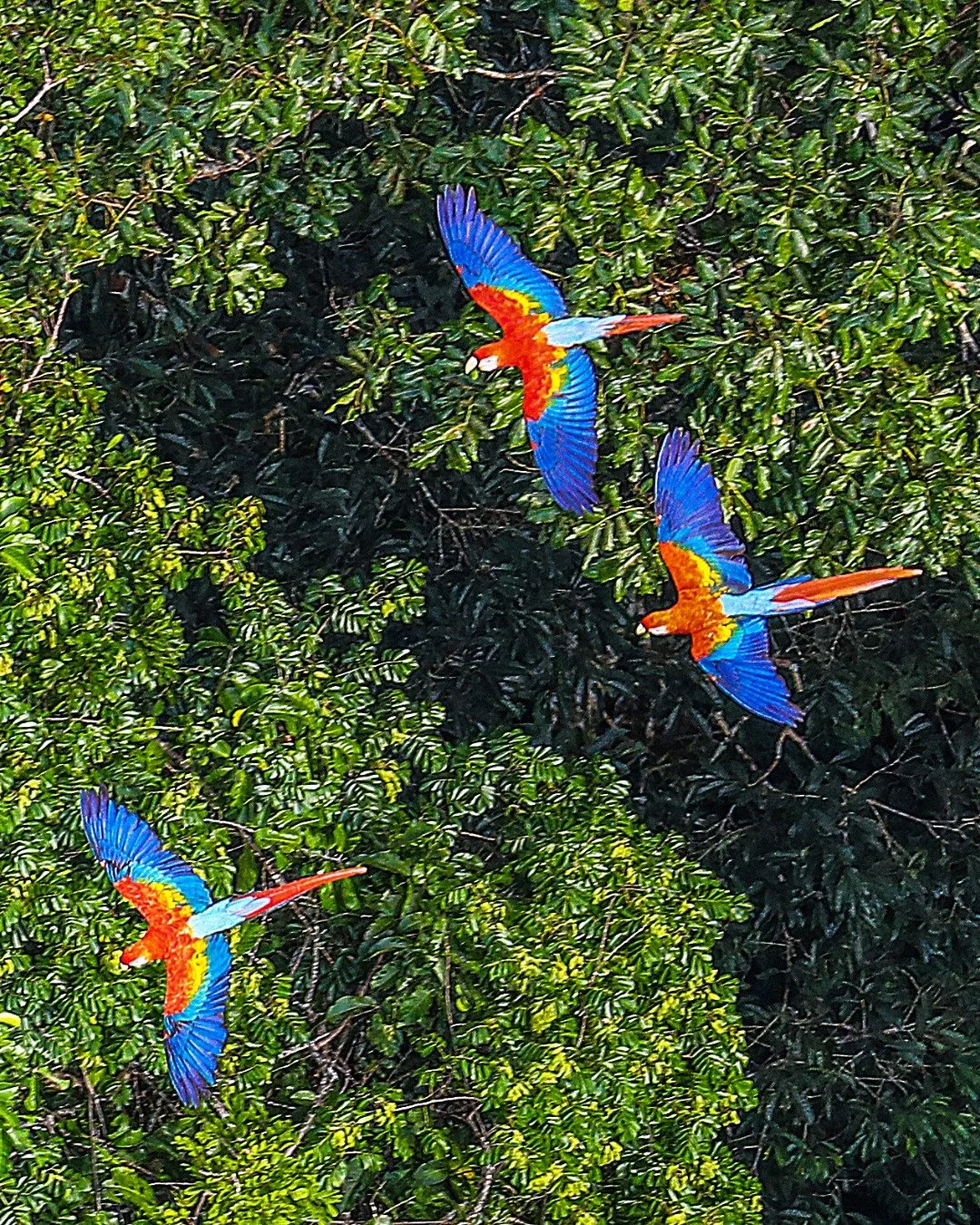 In the Amazon, it&rsquo;s not the sights that strike you first... it&rsquo;s the sound. The layered hum of wildlife, the rustle of leaves, the rhythm of rain against the canopy.

Days unfold at a slower pace here. You might drift along the river at s