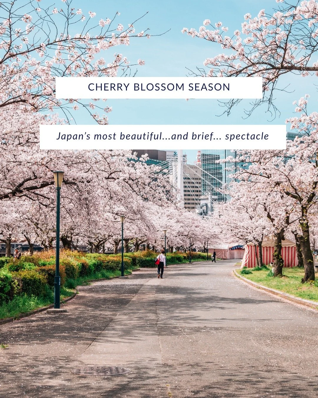 Cherry blossom season is one of the most in-demand travel windows in the world &mdash; and for good reason. The blooms are fleeting, hotel space is limited, and the best guides and experiences book out nearly a year ahead.

In destinations like Tokyo
