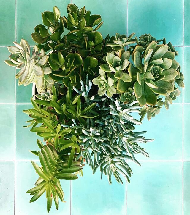 #Succulents for days - Hand grown in Malibu -Link in bio in our shop! #california #plants #shoplocal