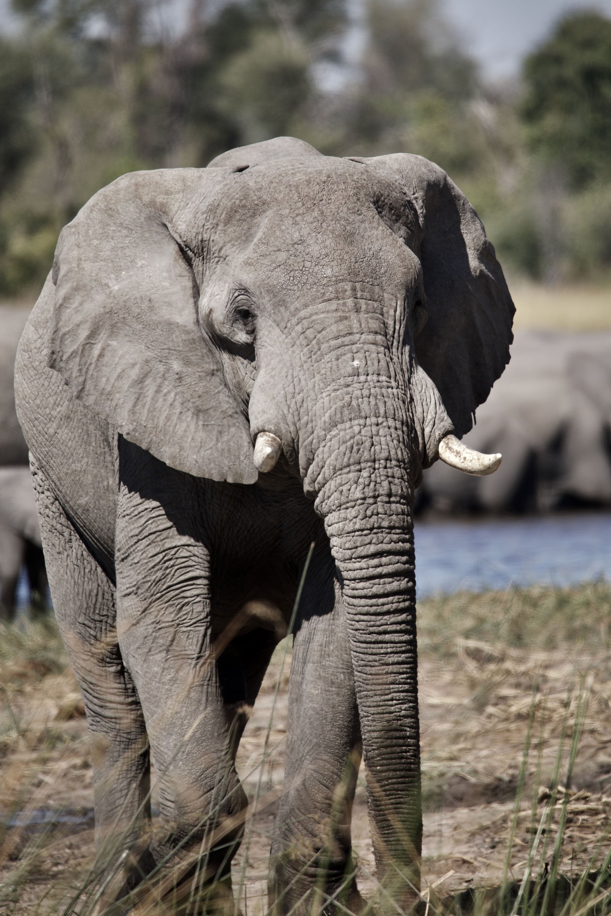 Elephant Print