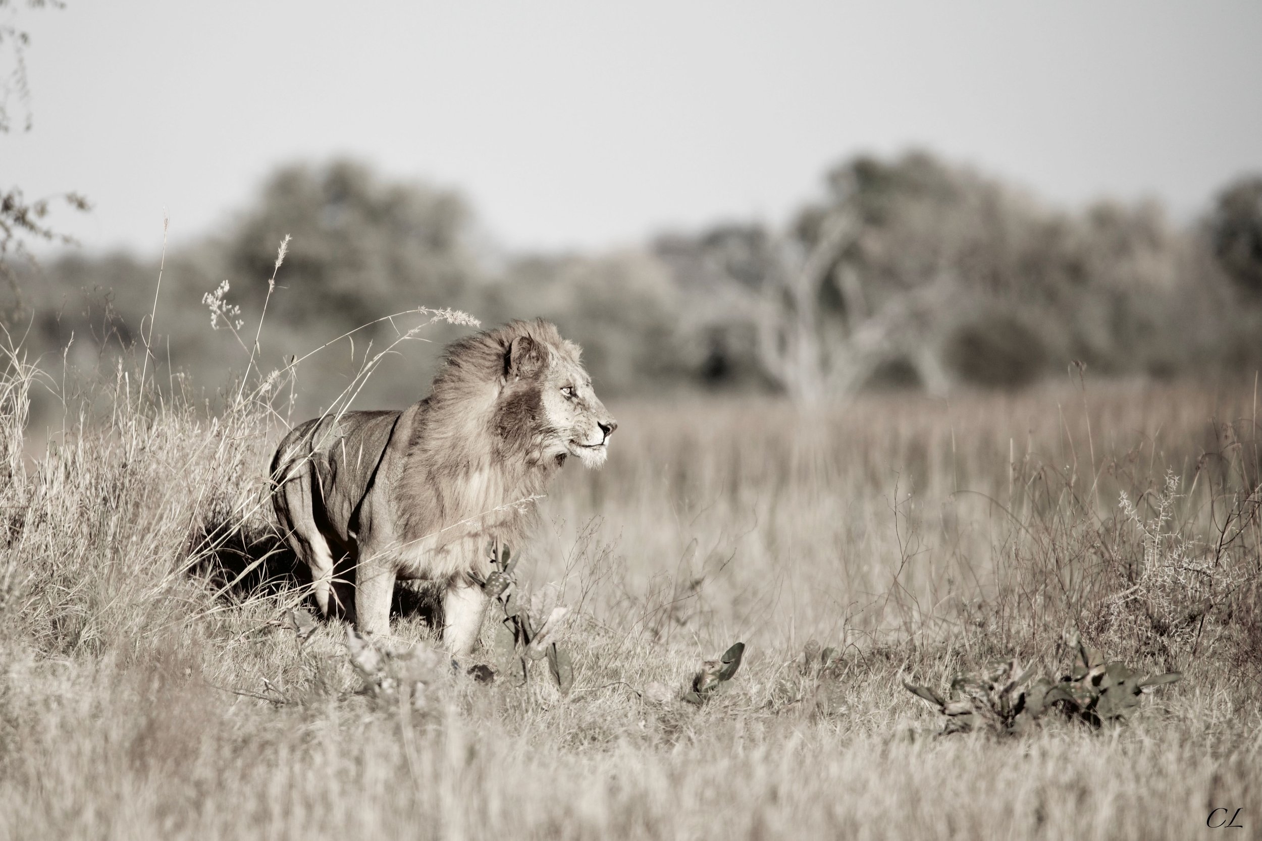Lion Print