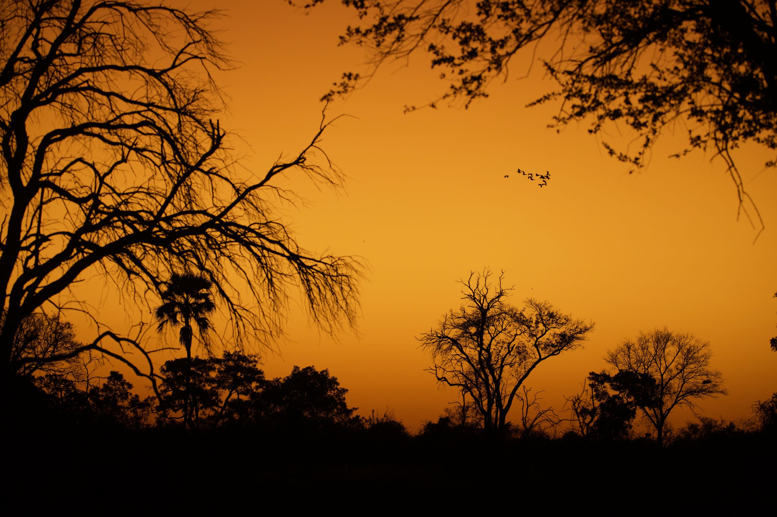 Okavango Delta Scene
