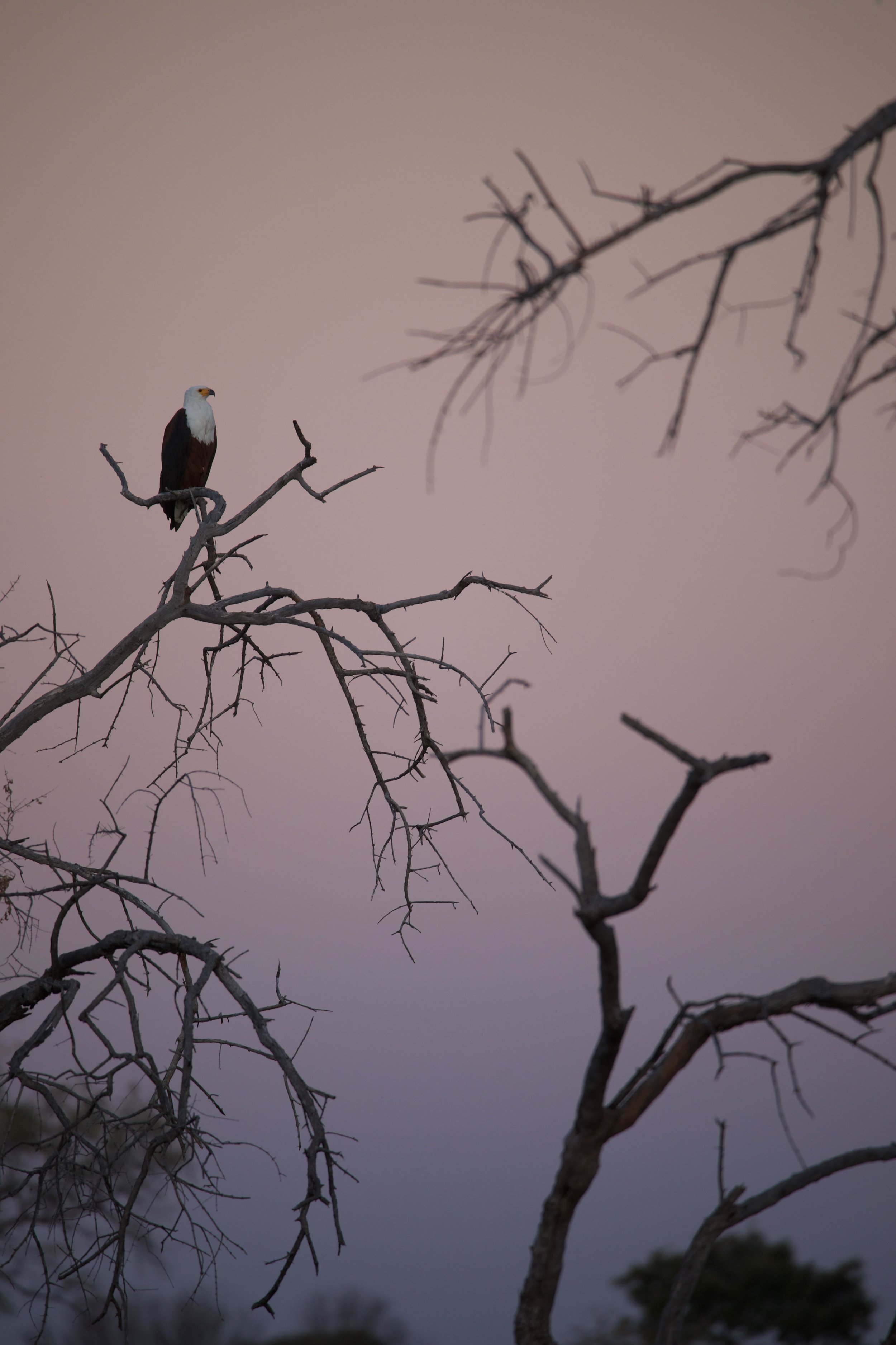 Fish Eagle Print