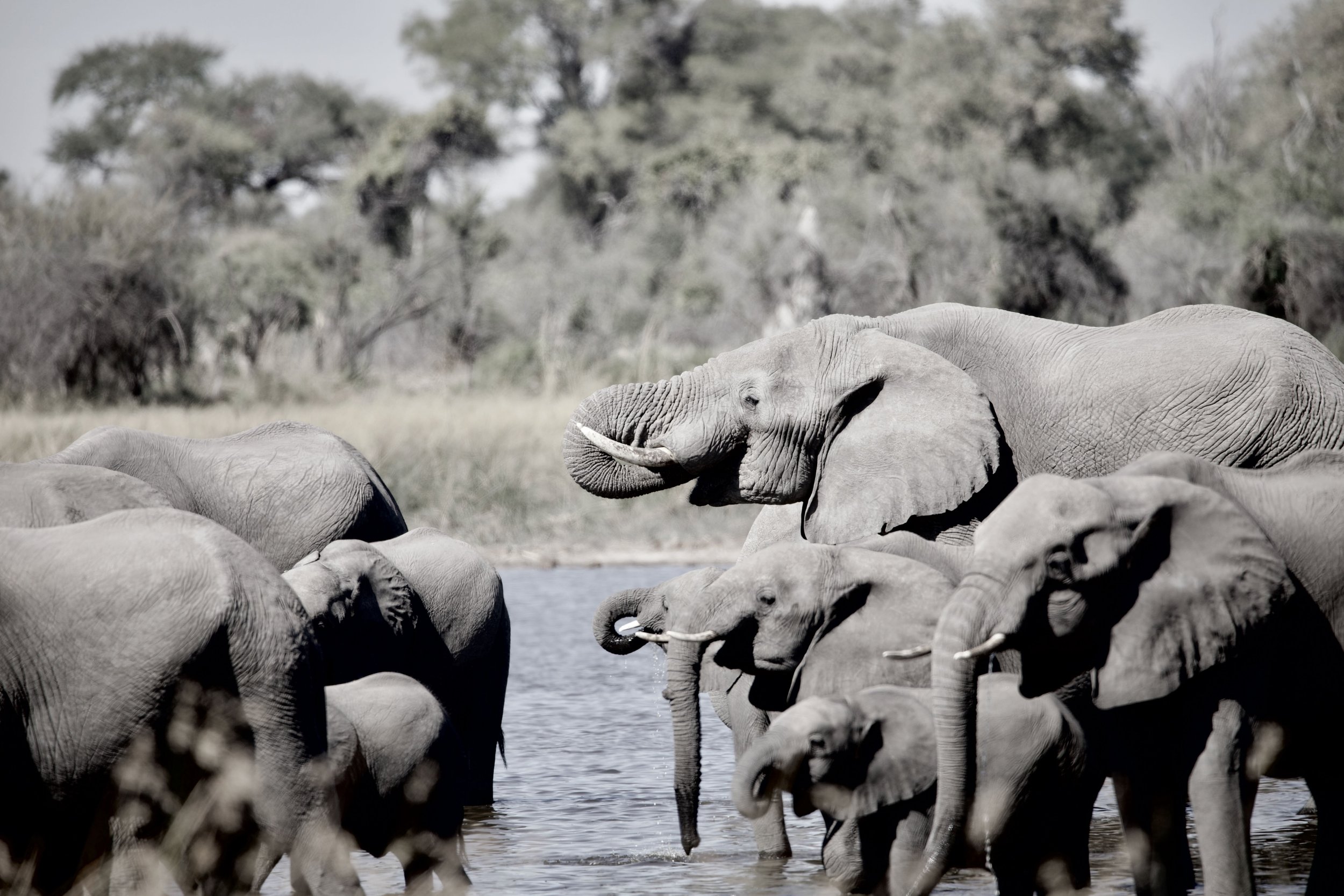 Elephants drinking Print