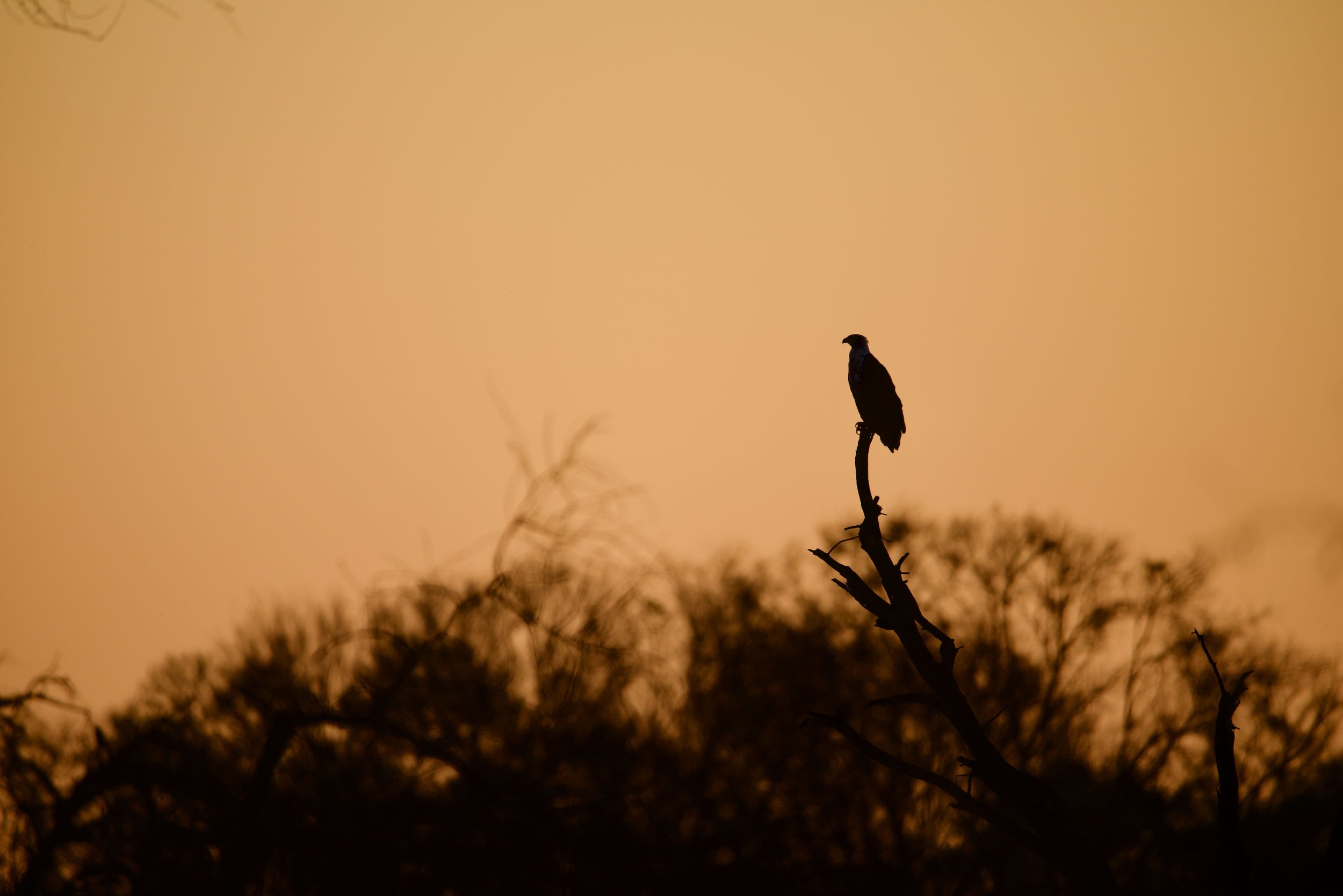Sunset Fish Eagle Print