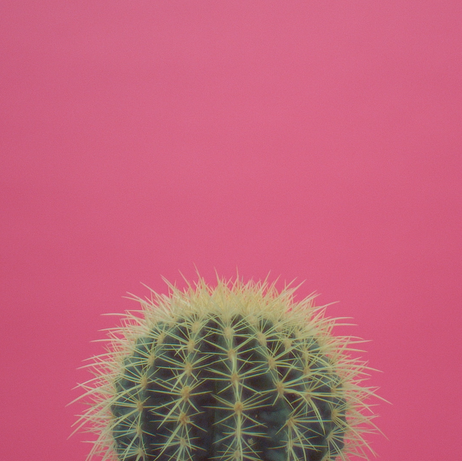 gg-WTW_Cactus-Instagram.png