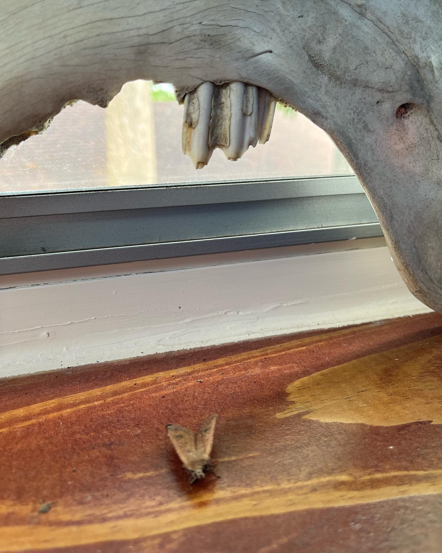 Still life that arranged itself on a studio windowsill. Or, how to distract myself in the studio.

The moth has been there for weeks. Maybe months. I&rsquo;ve looked at its little face with a magnifying glass and the spots on its wings and wondered: 