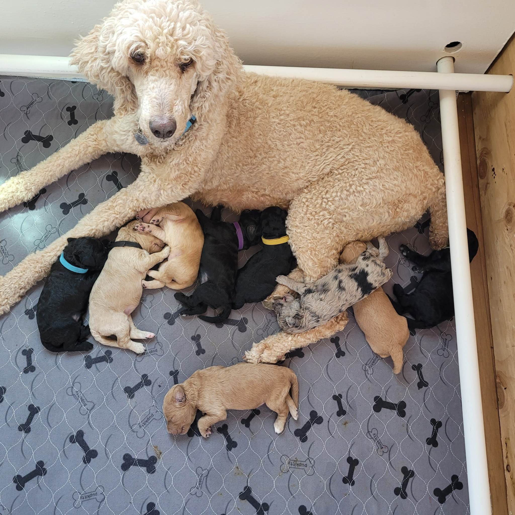 mom and pups in whelping box.jpg