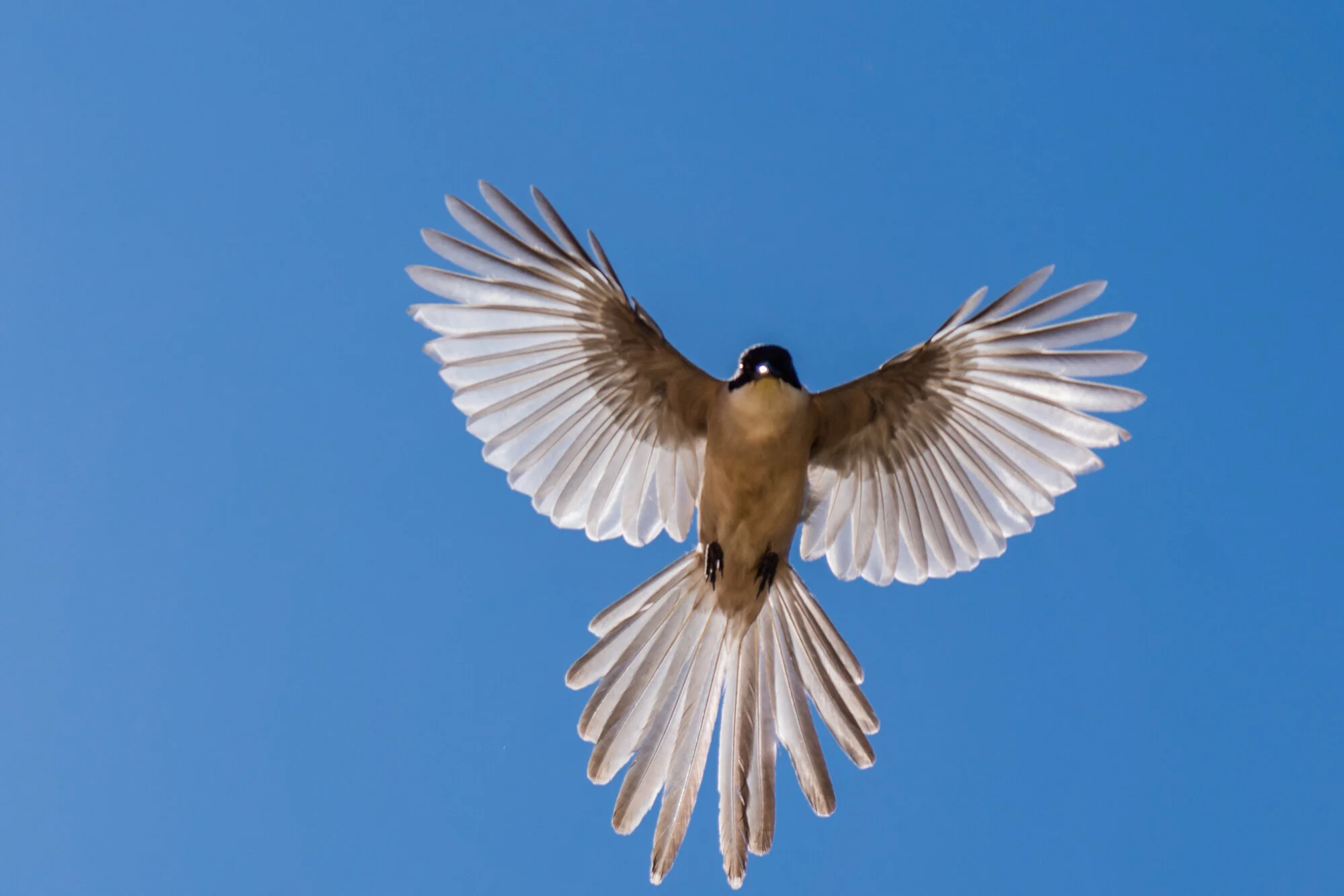 Birds_01_02.jpg