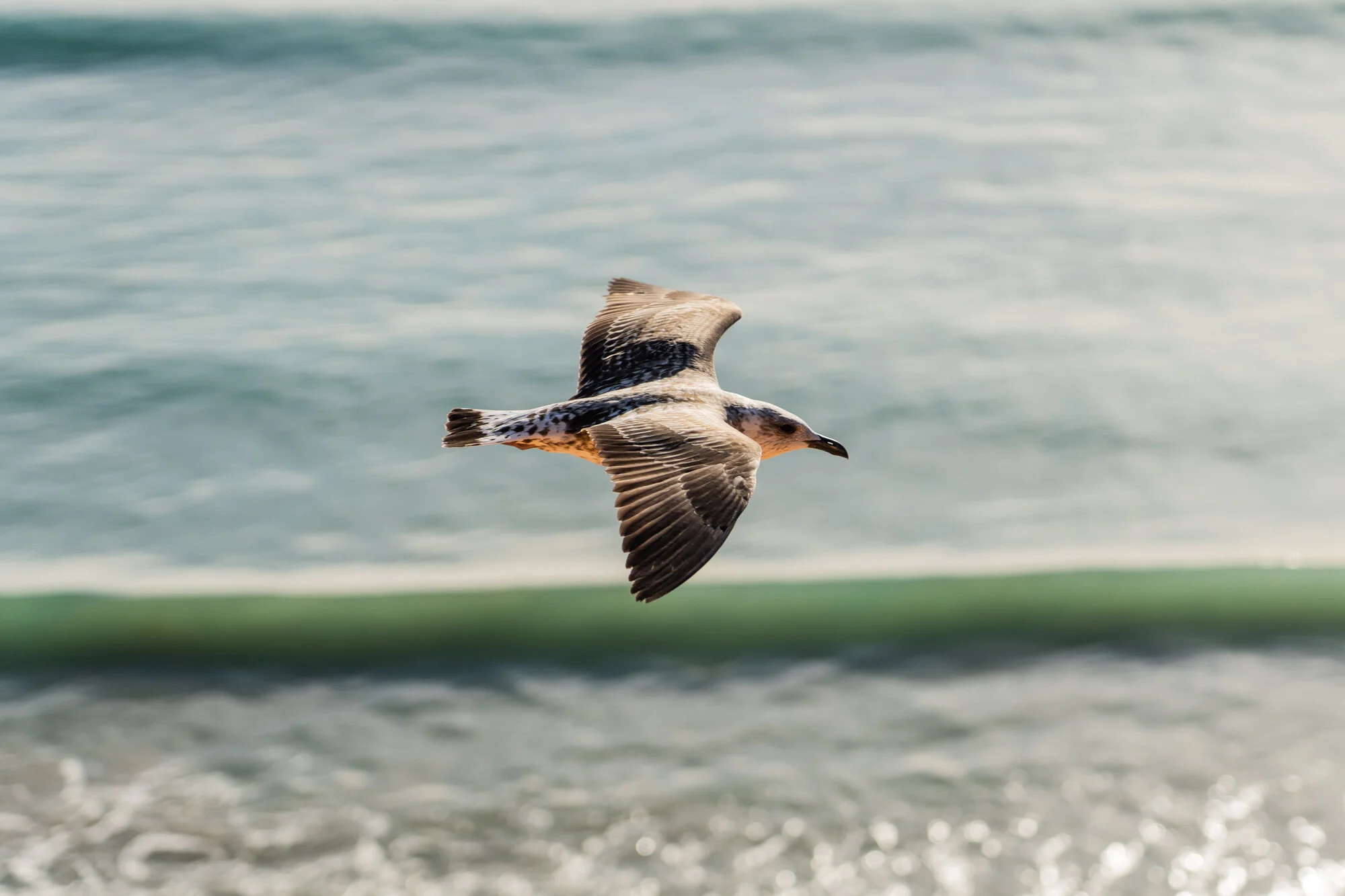 Birds_01_01.jpg
