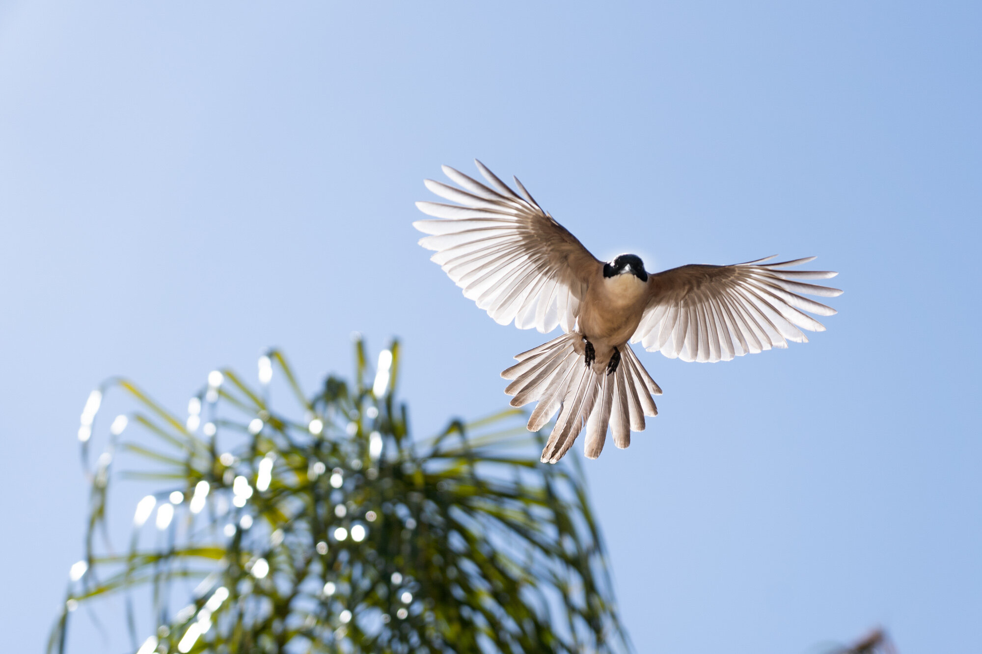 Birds_01_03.jpg