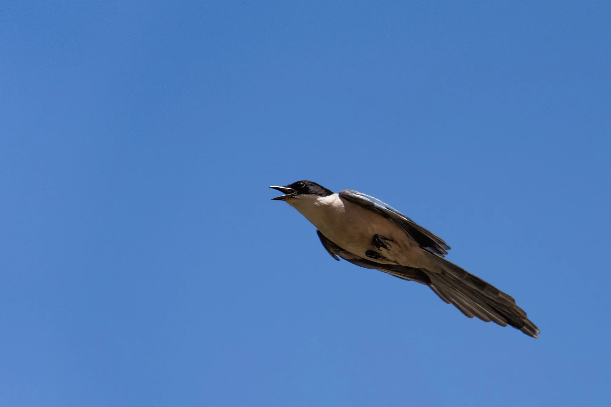 Birds_01_04.jpg
