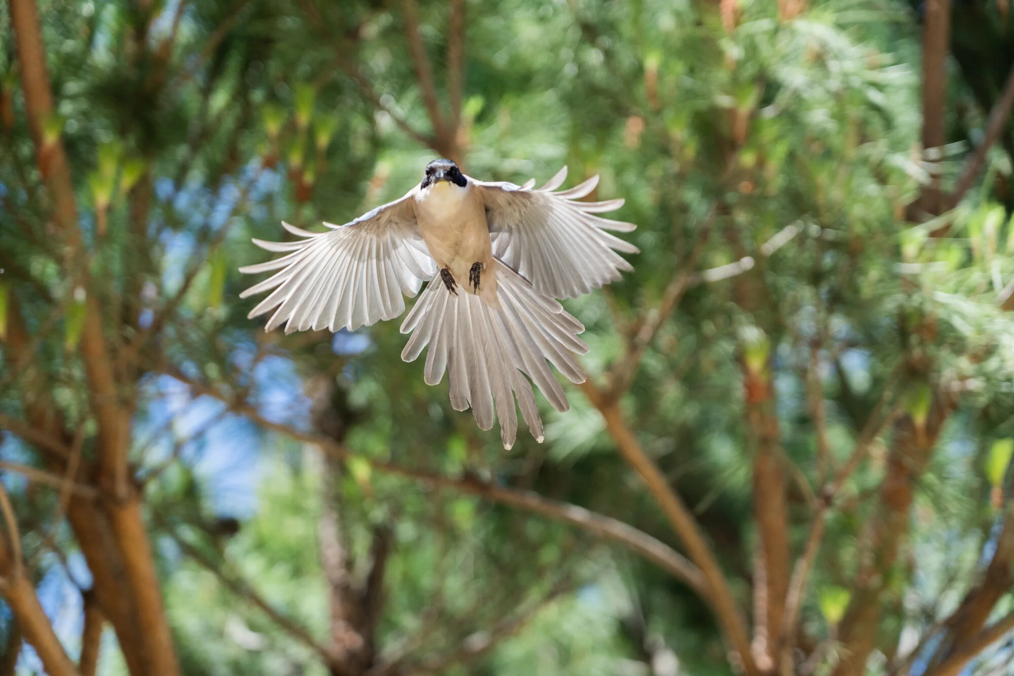 Birds_01_05.jpg