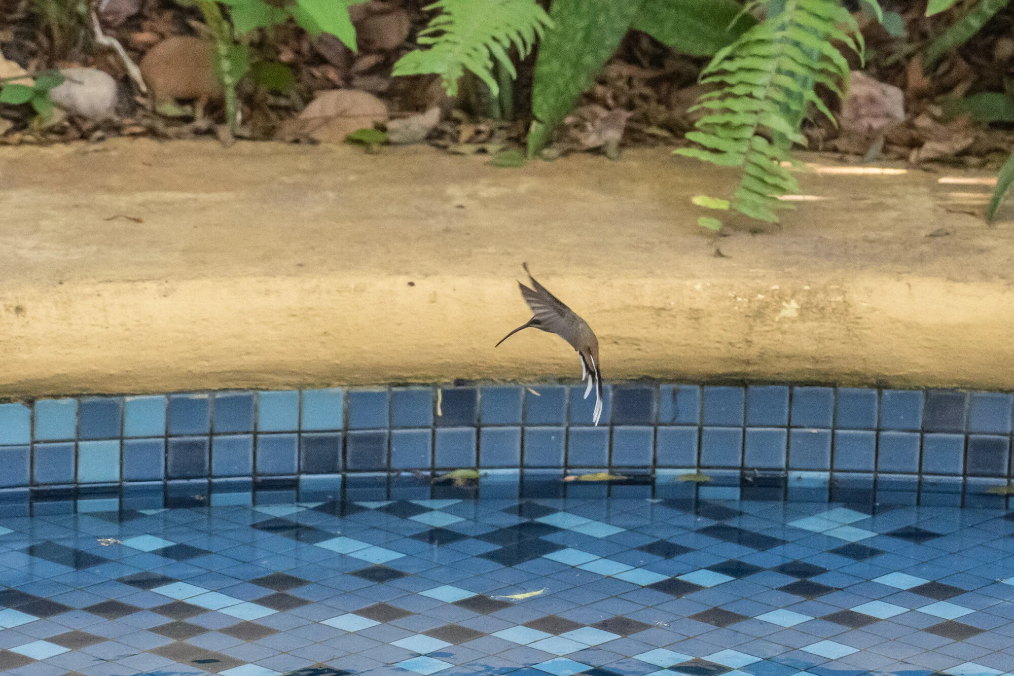 Birds_01_06.jpg