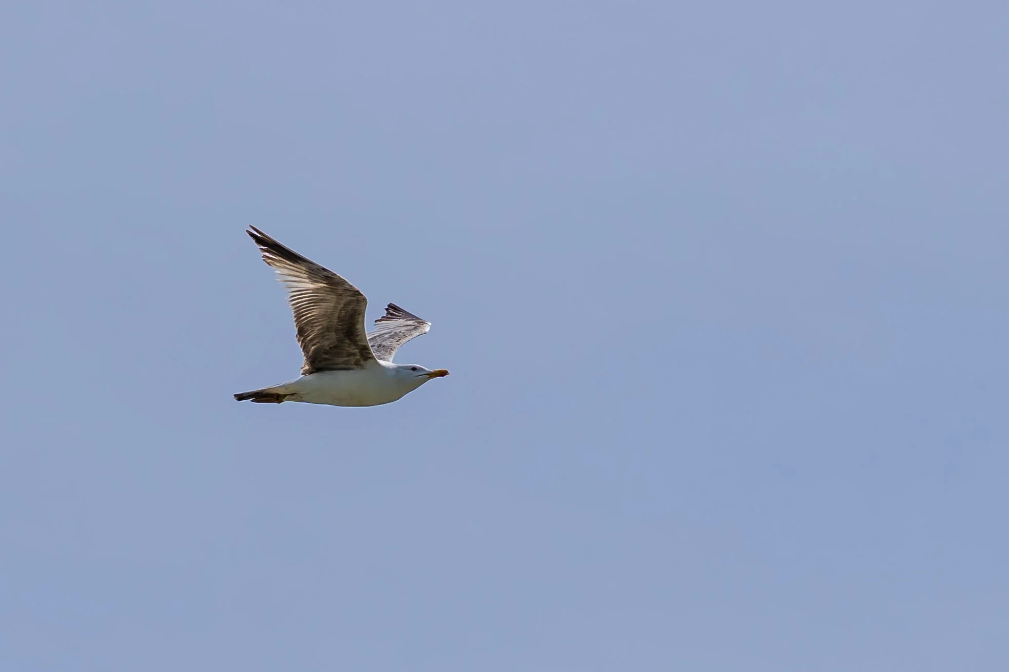 Birds_01_07.jpg