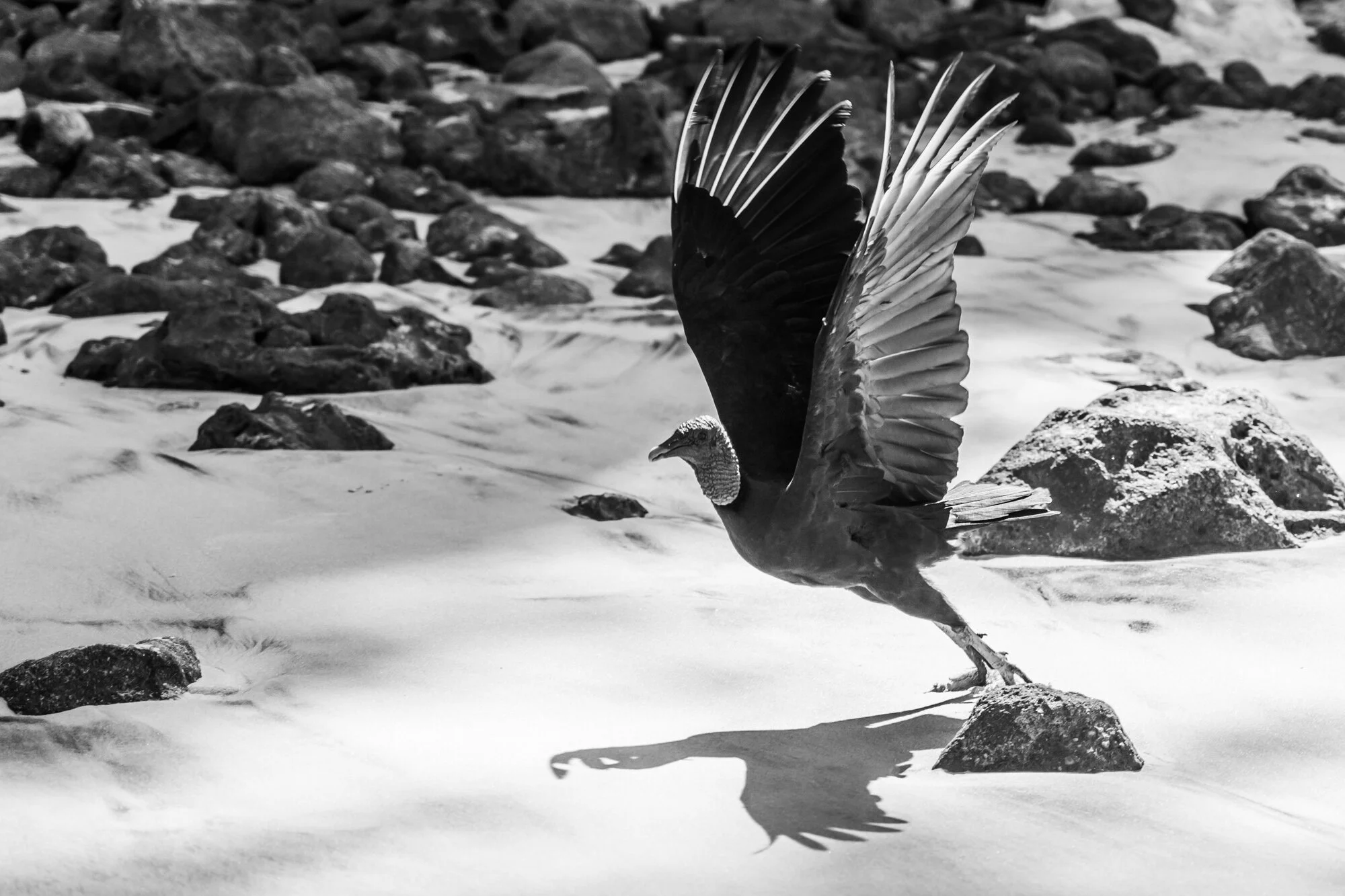 Birds_01_08.jpg