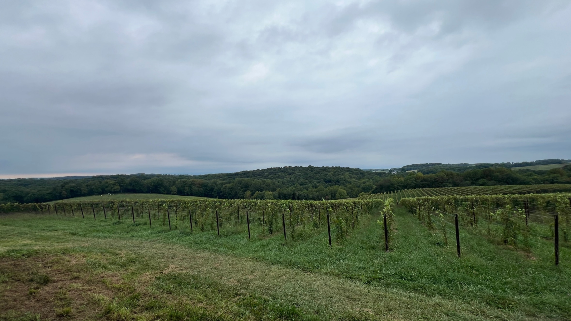 🍇 Can you do wine country when you don’t drink alcohol?