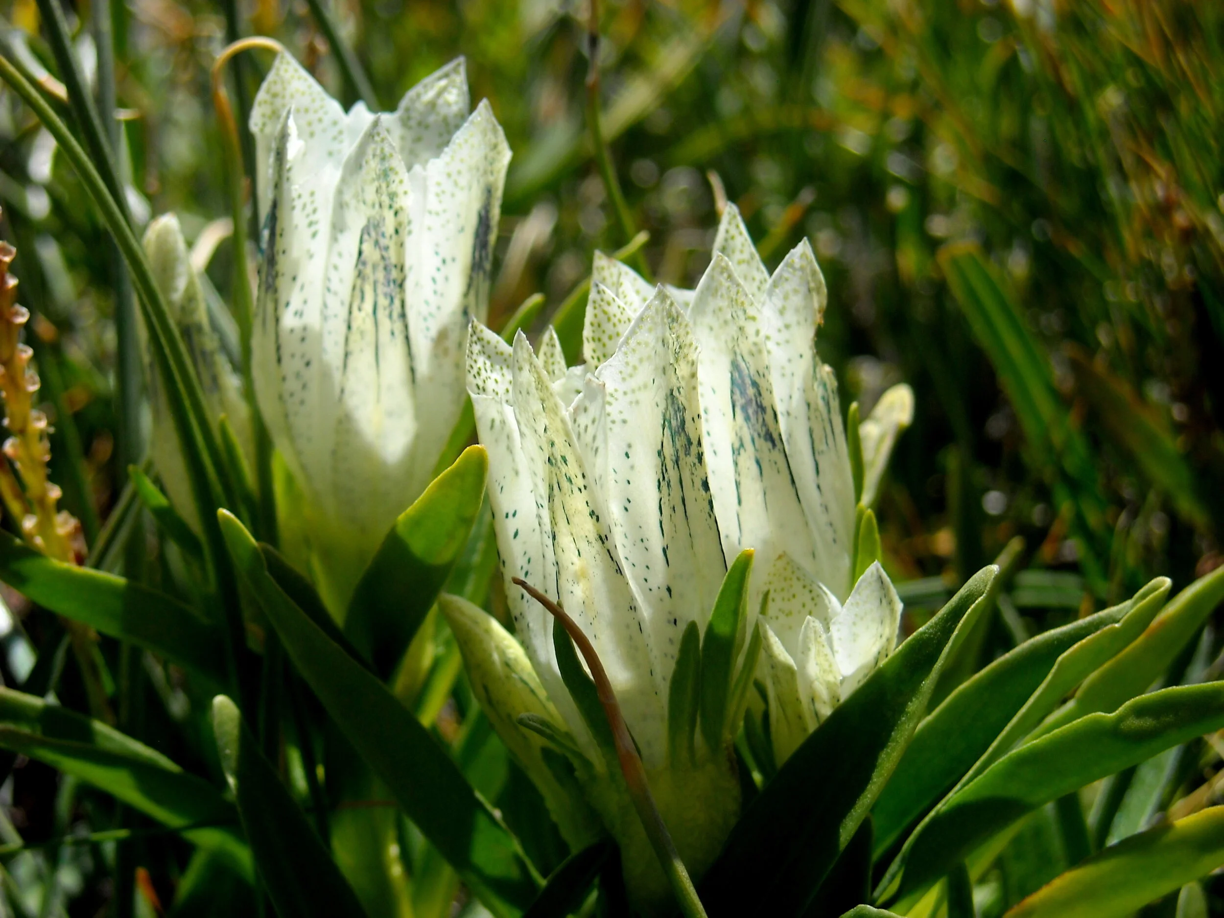 Arctic Gentian Gentiana algida.JPG