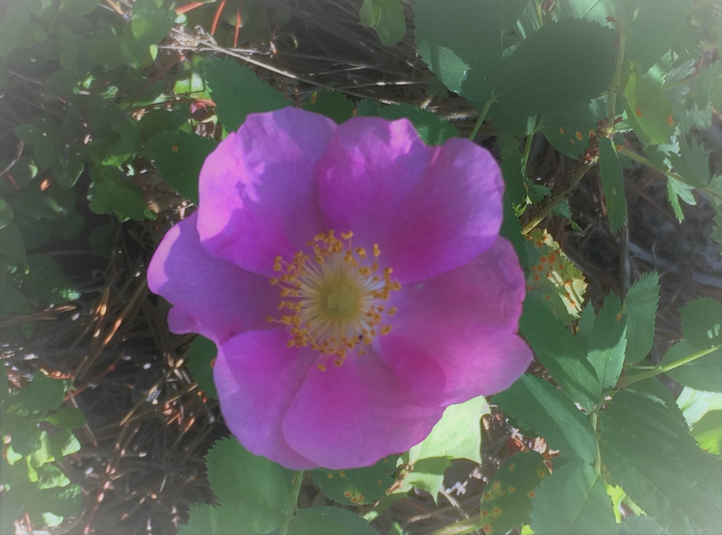 Wild Rose Rosa spp..jpg