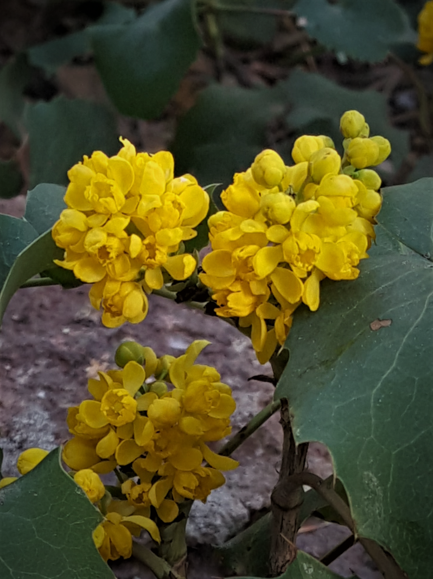 Oregon Grpae Root Mahonia repens.png