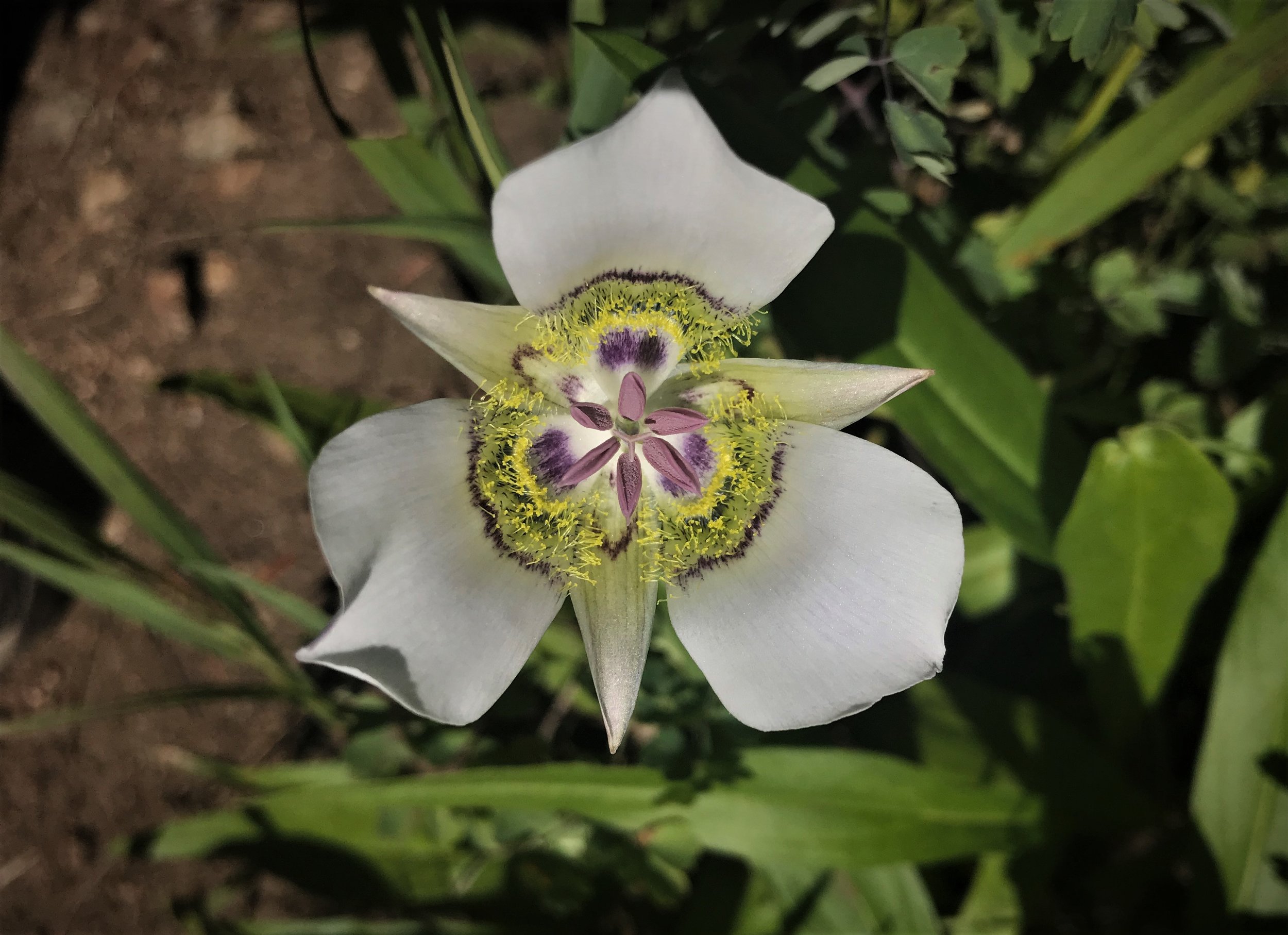 Mariposa Lily Calochortus apiculatus.jpg