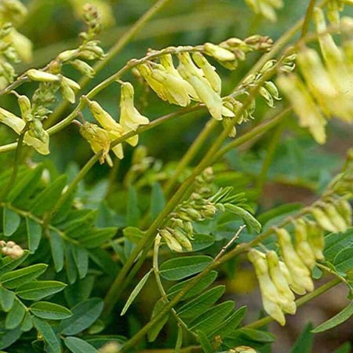 Photo- astragalus-membranaceus-cts_1.jpg