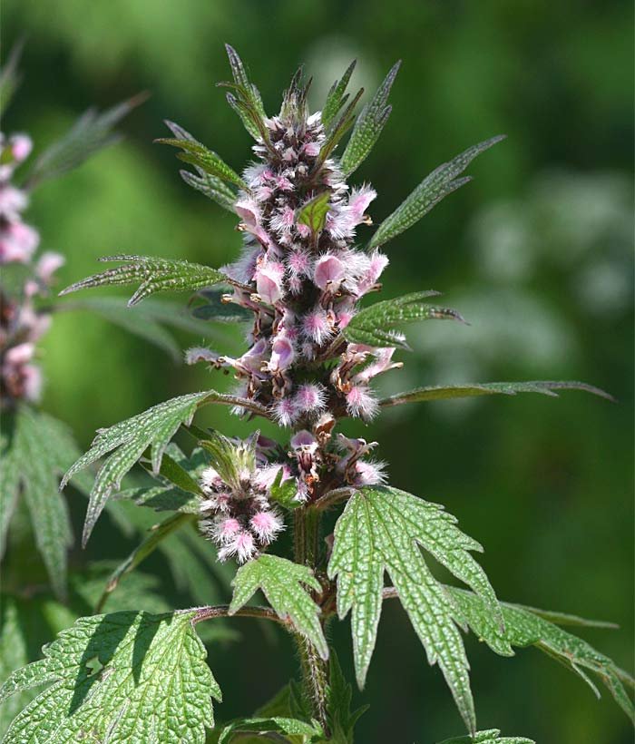 motherwort.jpg