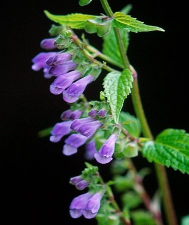 skullcap.jpg