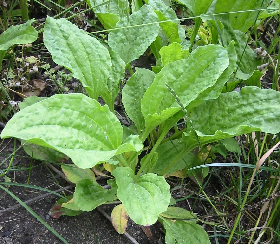 06_plantago-major_Lg.jpg