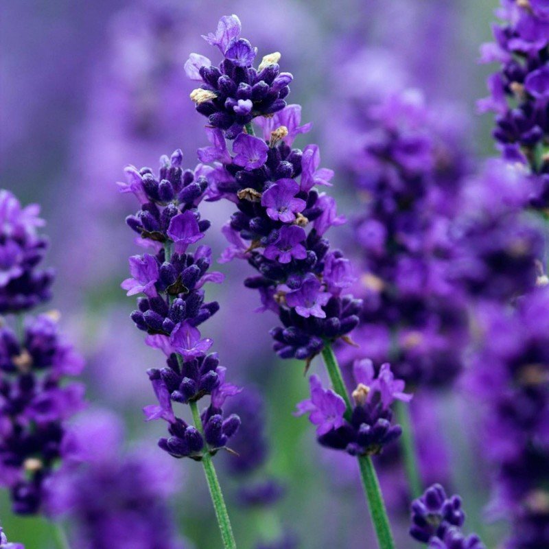 true-lavender-seeds.jpg