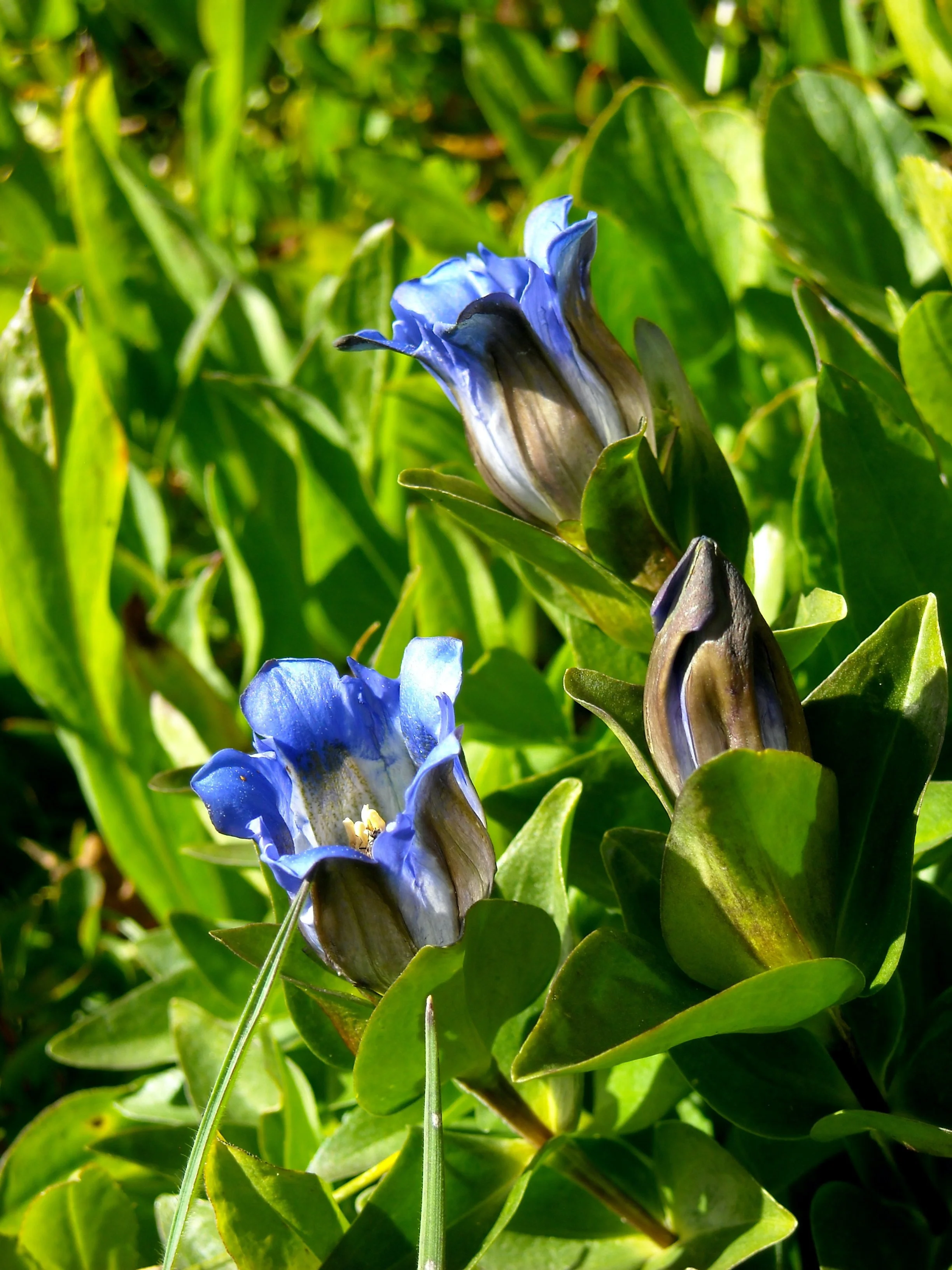 Bog Gentian.jpeg