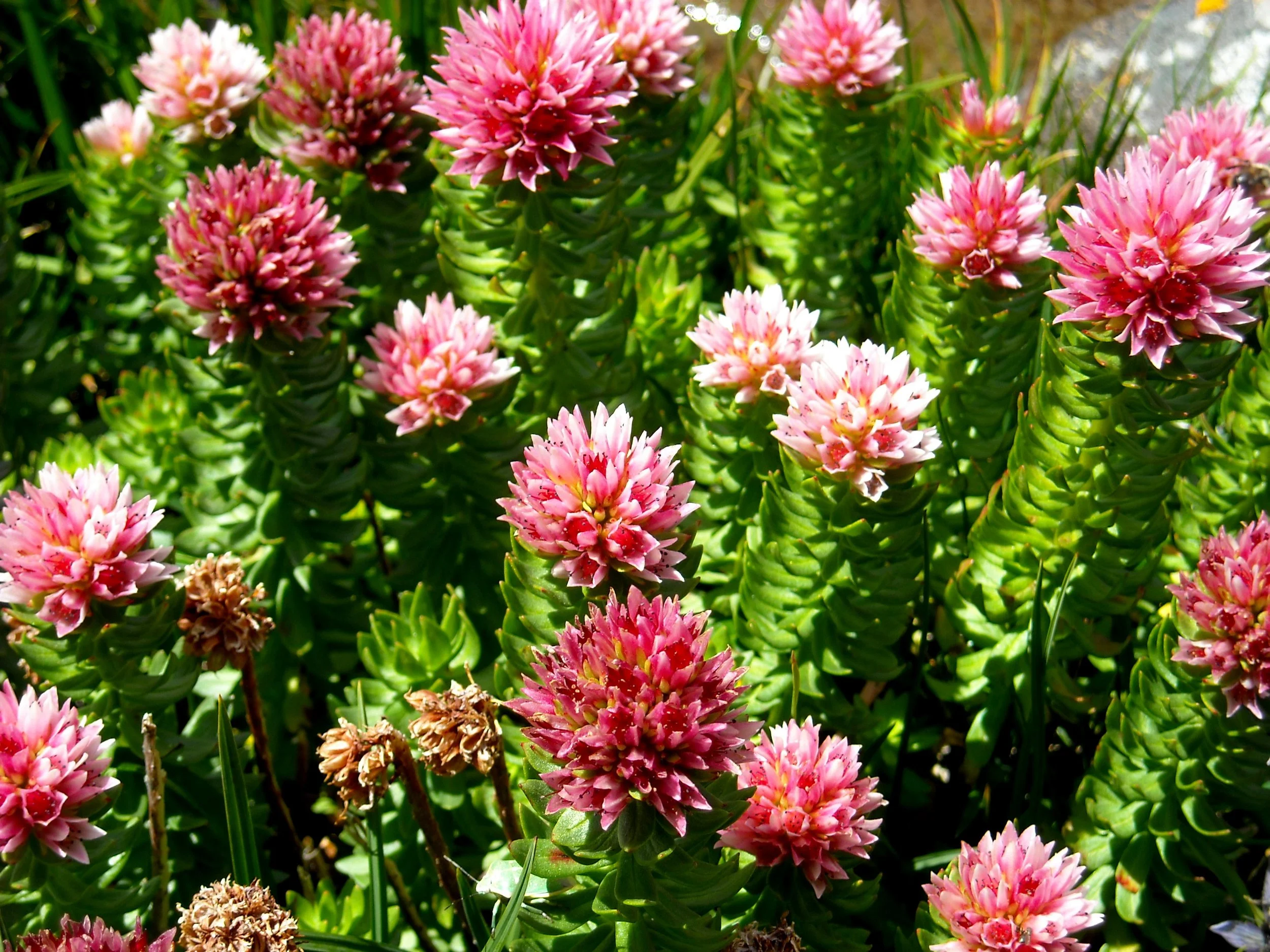 Mountain Medicine: a discovery of high country flora