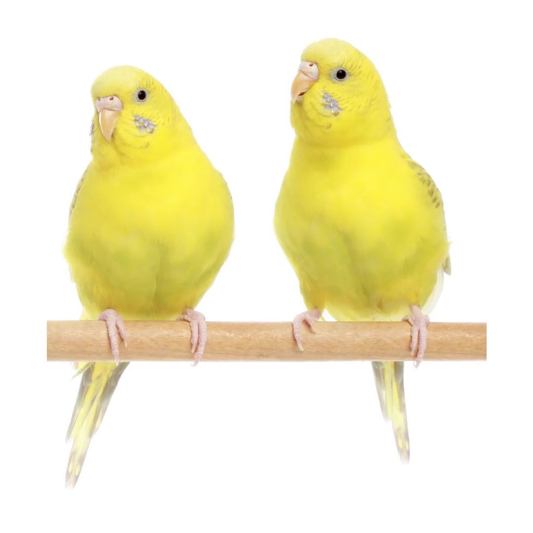 two budgies.jpg