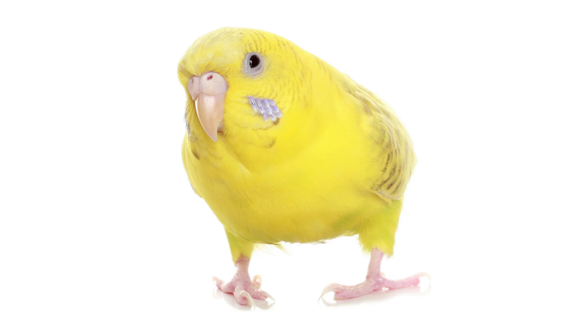 Yellow parakeet 2 Bigger.jpg