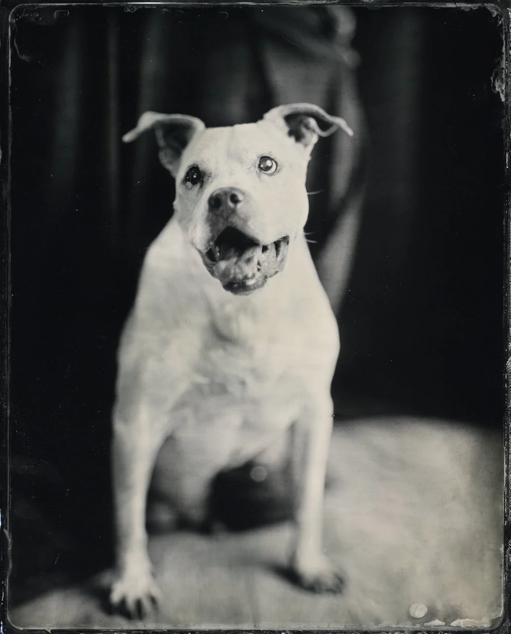 Tintype portrait of a white dog sitting on a bench, by tintype photographer Blake Wylie near Nashville