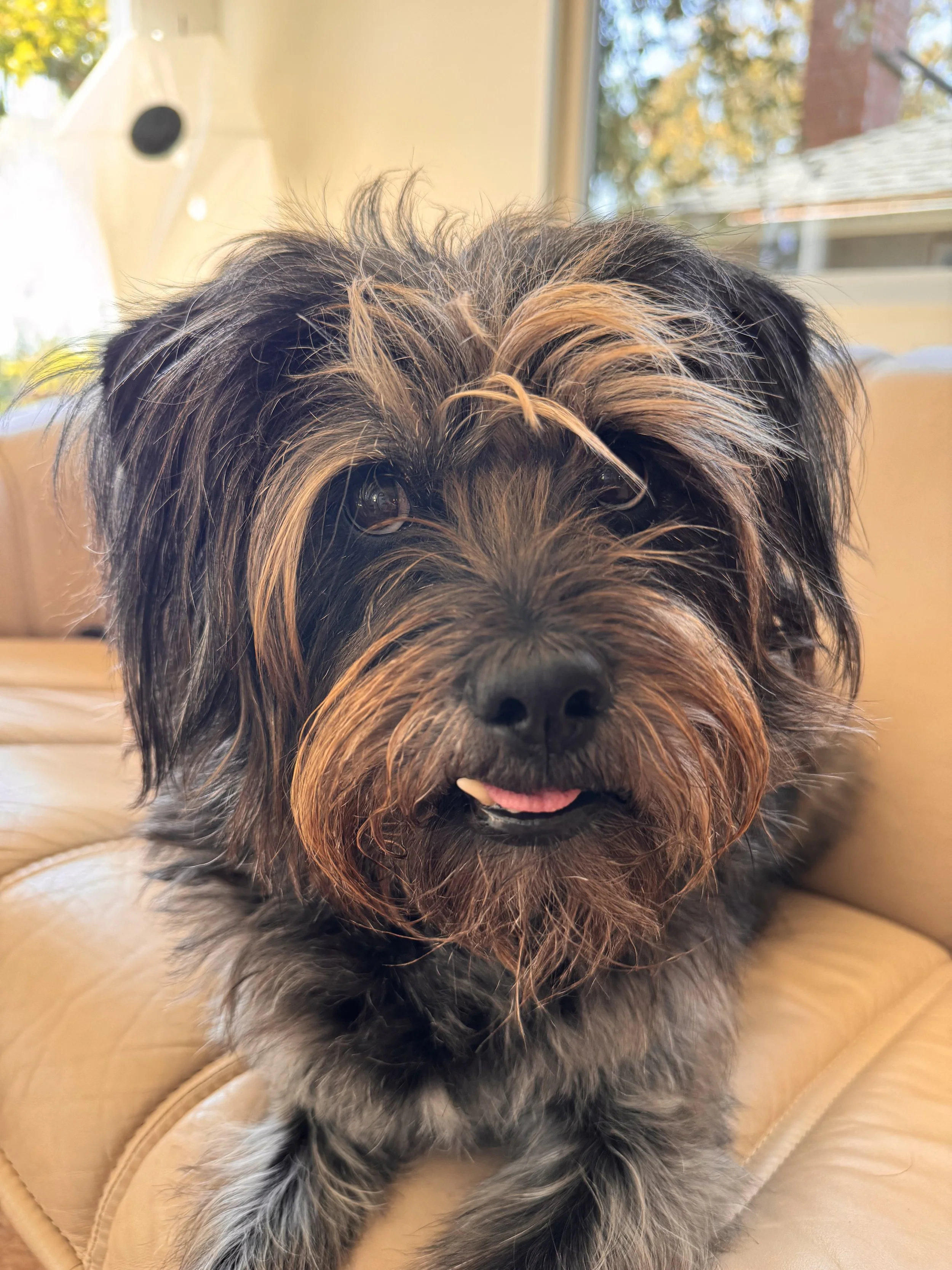 Therapy Dog