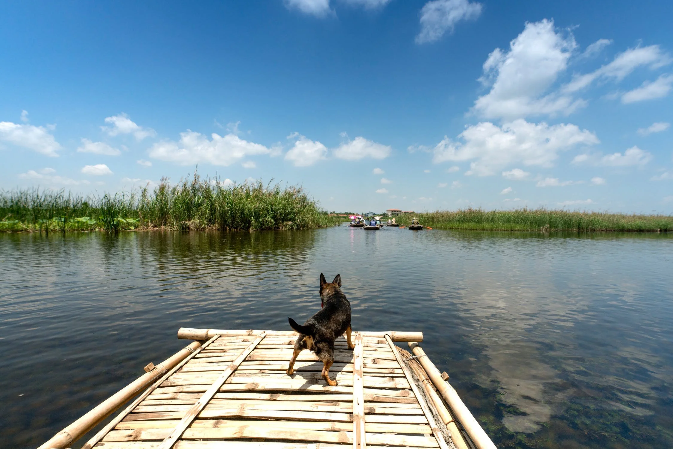 Pets &amp; Boating: 5 Things to Keep in Mind When Bringing Your Pet On Board