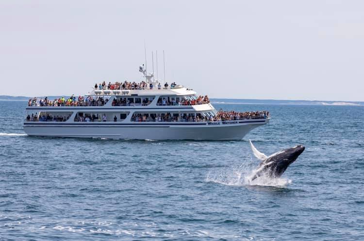 whale watching cruise in cape cod