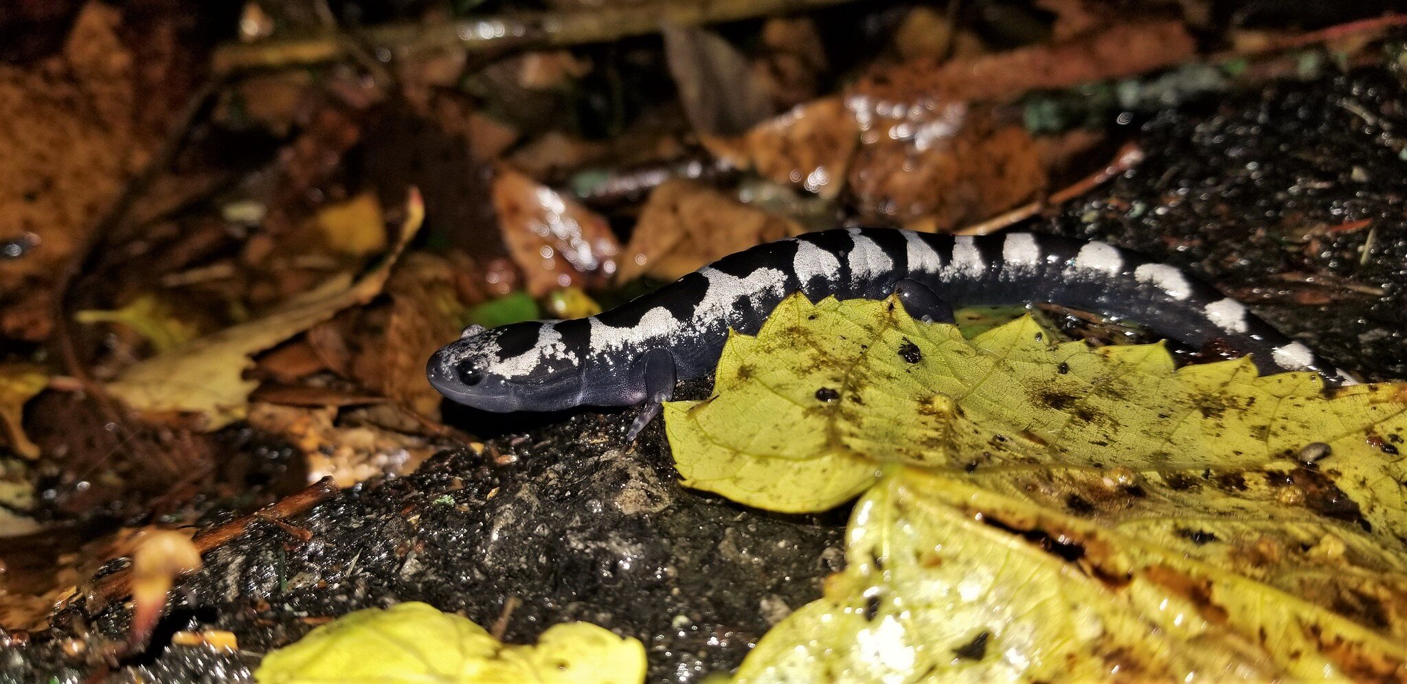 Marbled Salamander (Ambystoma opacum)